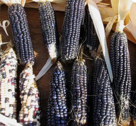 Hopi Blue Corn Non Gmo Vegetable Heirloom 30 Seeds for Garden Planting