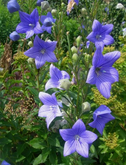 Balloon Flower Toraji Platycodon Non Gmo Vegetable Heirloom 1000 Seeds for Garden Planting