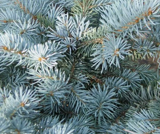 Colorado Blue Spruce Picea Pungens Glauca Non Gmo Vegetable Heirloom 50 Seeds for Garden Planting