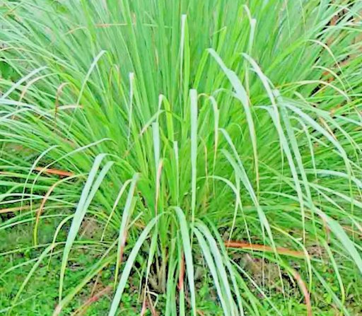 Lemongrass Lemon Grass Mosquito Non Gmo Vegetable Heirloom 400 Seeds for Garden Planting