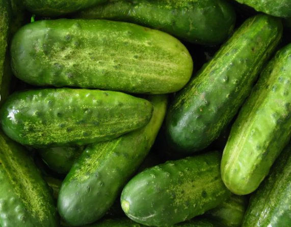 Homemade Pickles Cucumber Non Gmo Vegetable Heirloom 30 Seeds for Garden Planting