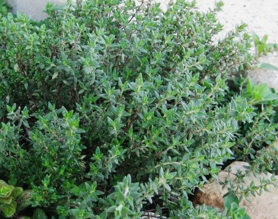 Thyme Thymus vulgaris Non Gmo Vegetable Heirloom 1000 Seeds for Garden Planting