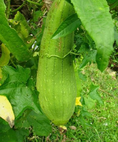 Luffa Sponge Gourd Non Gmo Vegetable Heirloom 10 Seeds for Garden Planting