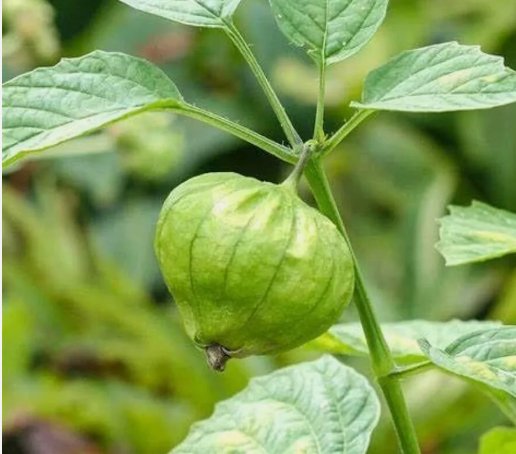 Grande Rio Verde Tomatillo Non Gmo Vegetable Heirloom 50 Seeds for Garden Planting