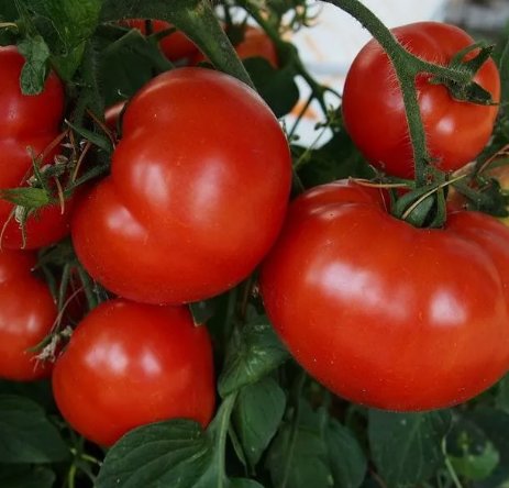 New Girl Tomato Tomatoe Non Gmo Vegetable Heirloom 50 Seeds for Garden Planting