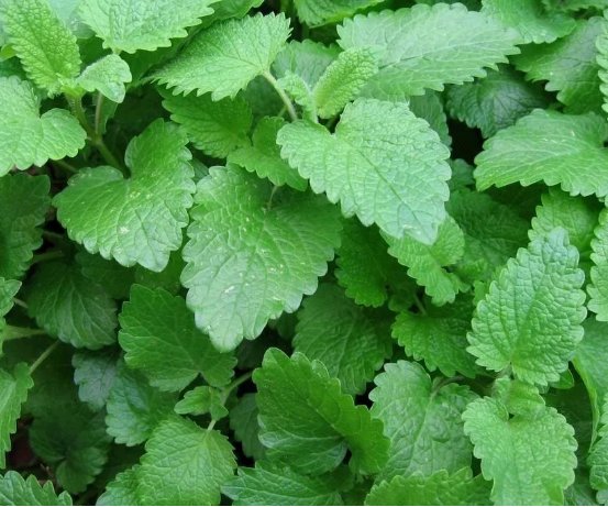 Lemon Balm Melissa Non Gmo Vegetable Heirloom 600 Seeds for Garden Planting