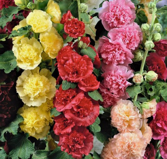 Summer Carnival Mix Hollyhock Non Gmo Vegetable Heirloom 25 Seeds for Garden Planting