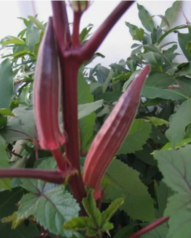 Red Burgundy Okra Non Gmo Vegetable Heirloom 25 Seeds for Garden Planting