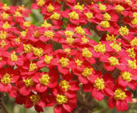Red Yarrow Non Gmo Vegetable Heirloom 500 Seeds for Garden Planting