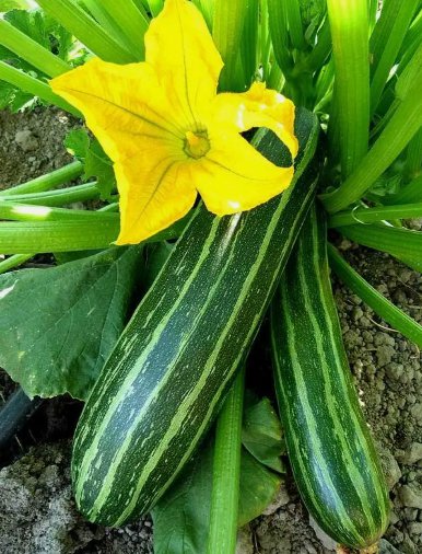 Cocozelle Zucchini Summer Squash Non Gmo Vegetable Heirloom 25 Seeds for Garden Planting