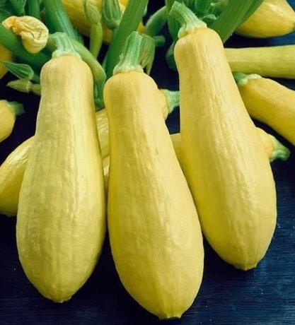 Prolific Straightneck Summer Squash Non Gmo Vegetable Heirloom 15 Seeds for Garden Planting