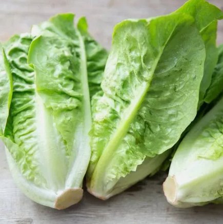 Little Gem Lettuce Non Gmo Vegetable Heirloom 500 Seeds for Garden Planting