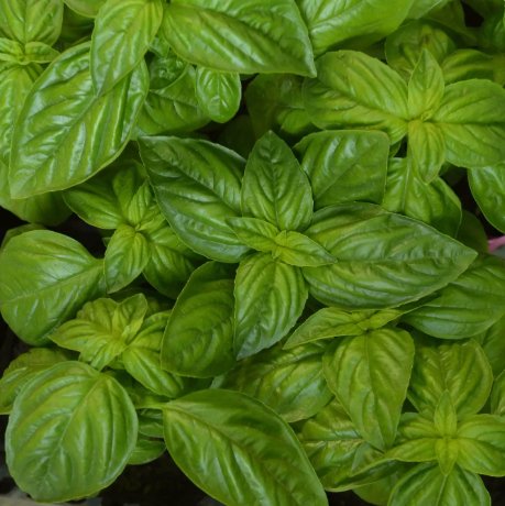 Genovese Basil Herb Vegetable Heirloom 250 Seeds for Garden Planting
