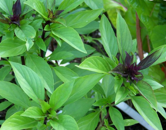 Thai Basil Horapha Hun Que Anise Vegetable Heirloom 250 Seeds for Garden Planting