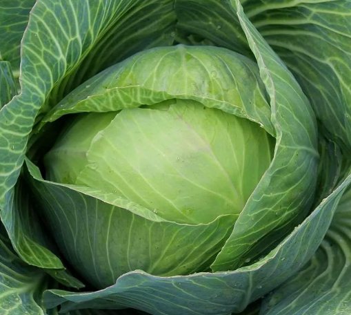 Golden Acre Cabbage Vegetable Heirloom 250 Seeds for Garden Planting