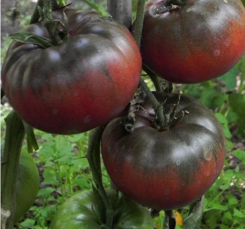 Black Krim Tomato Vegetable Heirloom 30 Seeds for Garden Planting