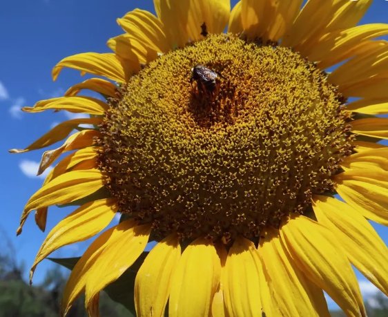 Mammoth Grey Stripe Sunflower Vegetable Heirloom 50 Seeds for Garden Planting