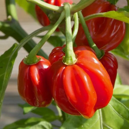 Red Scotch Bonnet Pepper Vegetable Heirloom 20 Seeds for Garden Planting