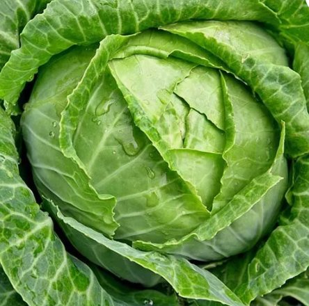 Copenhagen Market Early Cabbage Vegetable Heirloom 500 Seeds for Garden Planting
