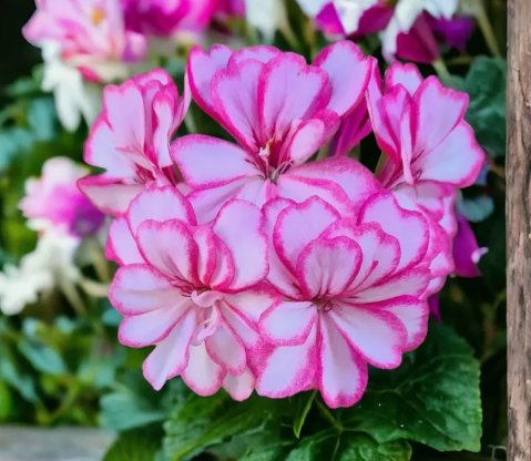 Packet Geranium Fresh Harvest Style 1 Vegetable Heirloom 100 Seeds for Garden Planting