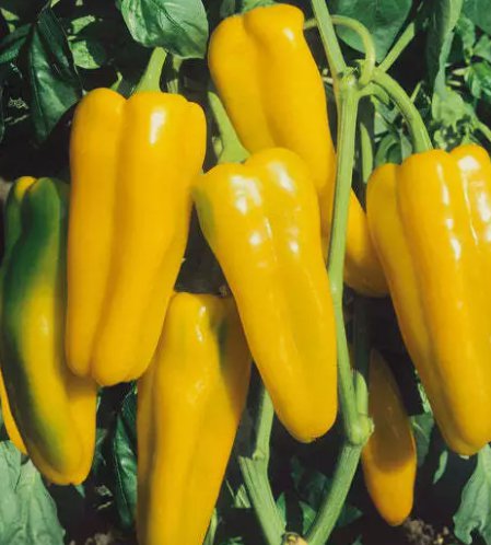 Golden Marconi Sweet Pepper Vegetable Heirloom 50 Seeds for Garden Planting