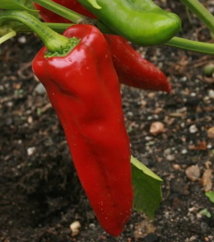 Red Marconi Sweet Pepper Vegetable Heirloom 50 Seeds for Garden Planting