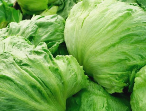 Iceberg Lettuce Head Non Gmo Vegetable Heirloom 800 Seeds for Garden Planting