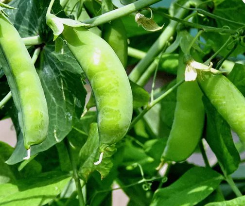 Sugar Snap Pea Non Gmo Vegetable Heirloom 10 Seeds for Garden Planting