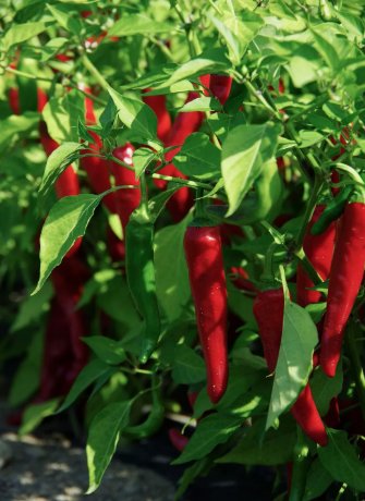 Cayenne Large Red Thick Pepper Non Gmo Vegetable Heirloom 50 Seeds for Garden Planting