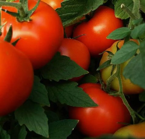 Abe Lincoln Tomato Non Gmo Vegetable Heirloom 30 Seeds for Garden Planting