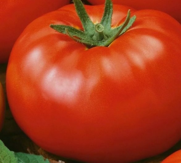 Red Brandywine Tomato Non Gmo Vegetable Heirloom 50 Seeds for Garden Planting