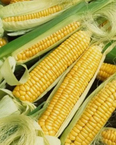 Early Golden Bantam Sweet Corn Non Gmo Vegetable Heirloom 15 Seeds for Garden Planting