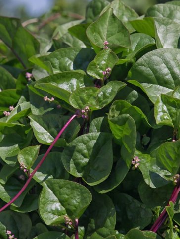 Malabar Red Stem Spinach Non Gmo Vegetable Heirloom 30 Seeds for Garden Planting