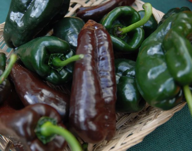 Ancho Poblano Chile Pepper Non Gmo Vegetable Heirloom 30 Seeds for Garden Planting