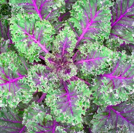 Red Russian Kale Non Gmo Vegetable Heirloom 250 Seeds for Garden Planting