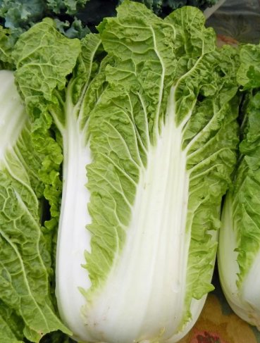 Michihili Chinese Cabbage Non Gmo Vegetable Heirloom 300 Seeds for Garden Planting