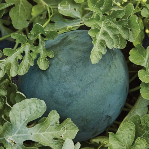 Sugar Baby Watermelon Non Gmo Vegetable Heirloom 15 Seeds for Garden Planting