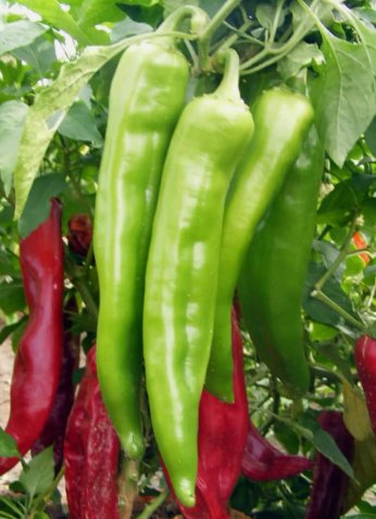 New Mexico Big Jim Chili Pepper Non Gmo Vegetable Heirloom 50 Seeds for Garden Planting