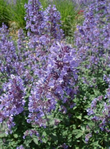Catnip Nepeta Cataria Non Gmo Vegetable Heirloom 300 Seeds for Garden Planting