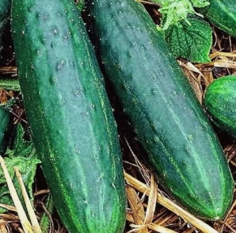 Spacemaster 80 Cucumber Non Gmo Vegetable Heirloom 10 Seeds for Garden Planting