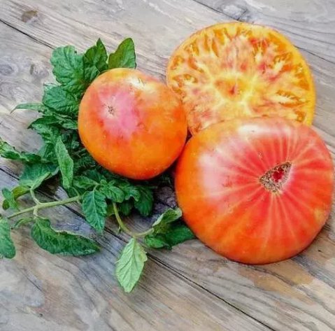 Big Rainbow Tomato Non Gmo Vegetable Heirloom 120 Seeds for Garden Planting