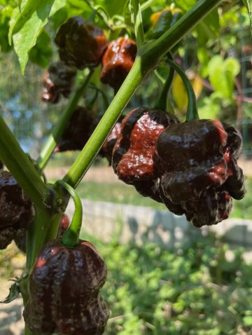 Purple Wartryx Super Non Gmo Vegetable Heirloom 20 Seeds for Garden Planting