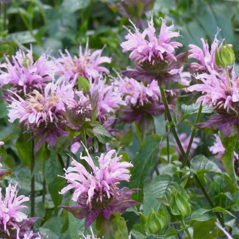 Wild Bergamot Monarda Bee Balm Non Gmo Vegetable Heirloom 500 Seeds for Garden Planting