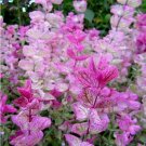 Clary Sage Pink Sundae Salvia Butterflies Non Gmo Vegetable Heirloom 200 Seeds for Garden Planting
