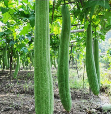Super Long Luffa Gourd Non Gmo Vegetable Heirloom 30 Seeds for Garden Planting
