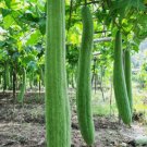 Super Long Luffa Gourd Non Gmo Vegetable Heirloom 30 Seeds for Garden Planting