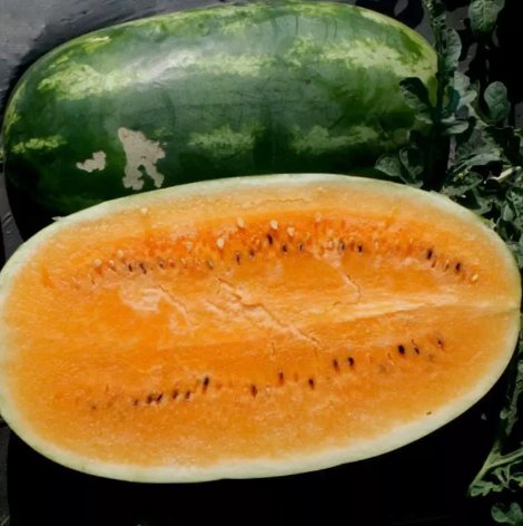 Tendersweet Orange Watermelon Non Gmo Vegetable Heirloom 10 Seeds for Garden Planting