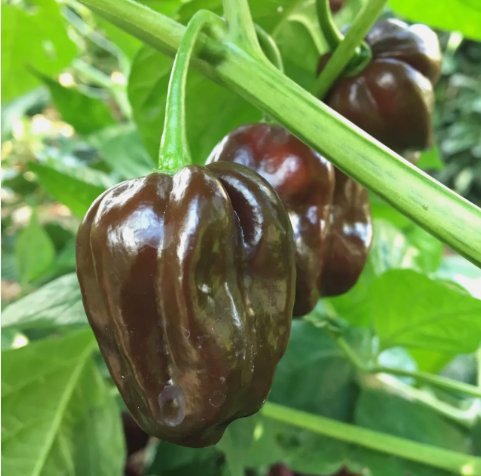 Chocolate Habanero Pepper Non Gmo Vegetable Heirloom 10 Seeds for Garden Planting