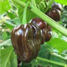 Chocolate Habanero Pepper Non Gmo Vegetable Heirloom 10 Seeds for Garden Planting