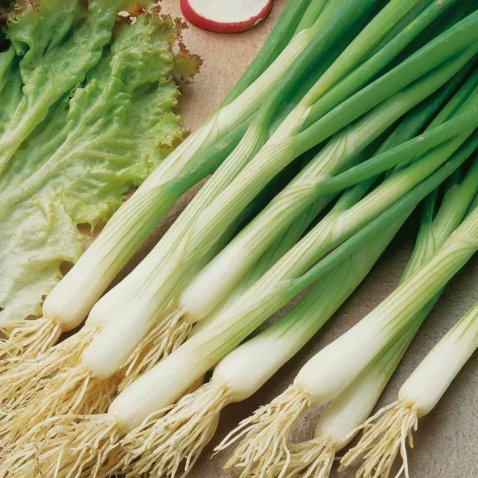 White Lisbon Onion Scallion Bunching Non Gmo Vegetable Heirloom 250 Seeds for Garden Planting